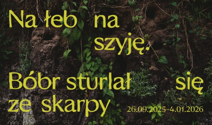 Na łeb na szyję. Bóbr sturlał się ze skarpy