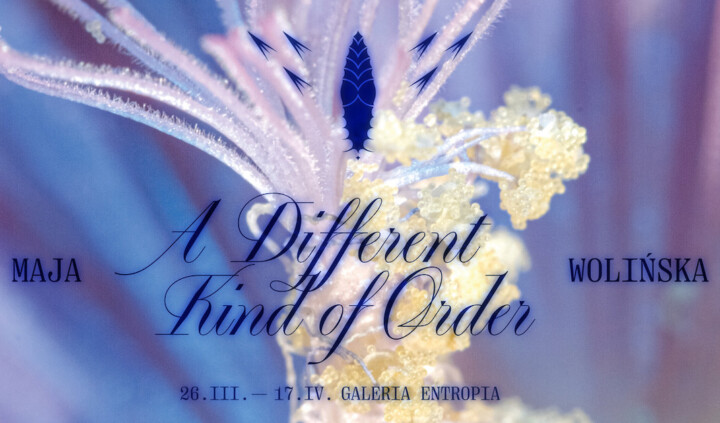 A Different Kind of Order. Maja Wolińska