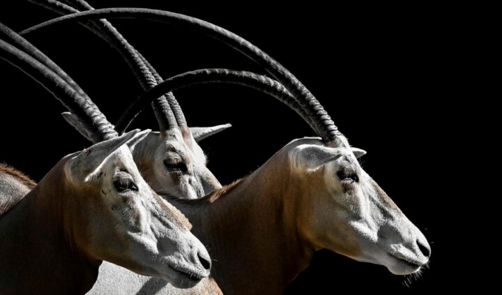 Julia Mola – Oblicza dzikiej natury