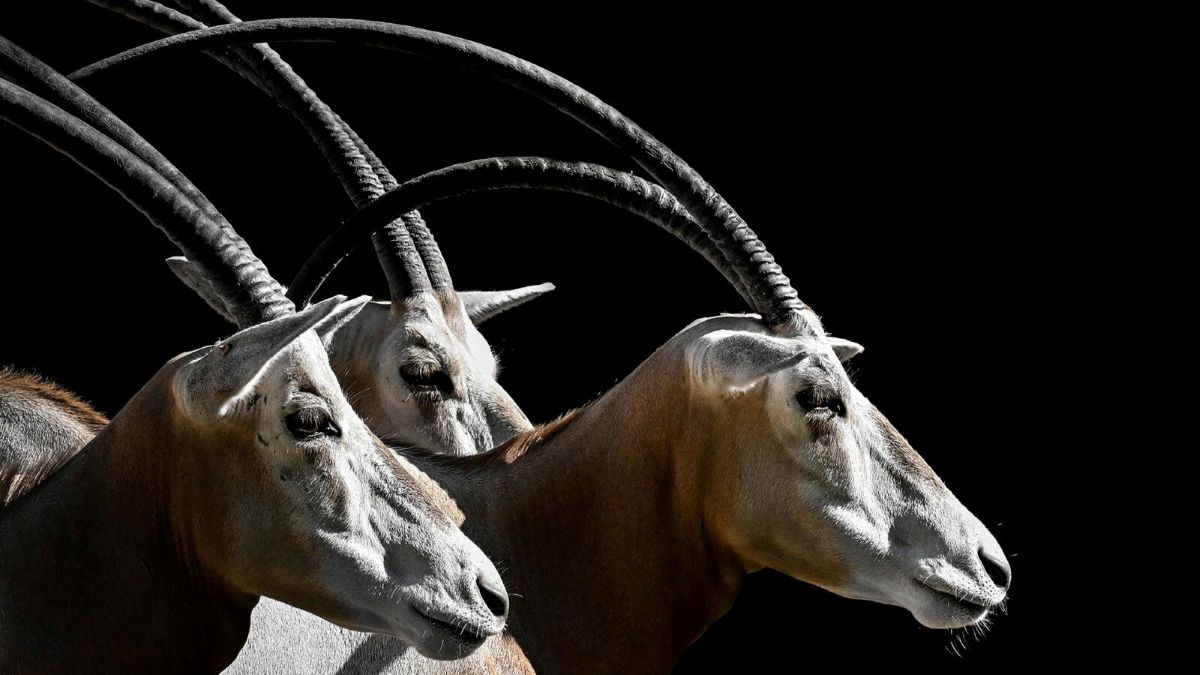 Julia Mola – Oblicza dzikiej natury